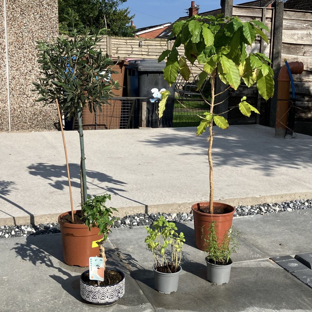 five plants: olive / coffee / ligustrum (bonsai) / basil / rosemary
