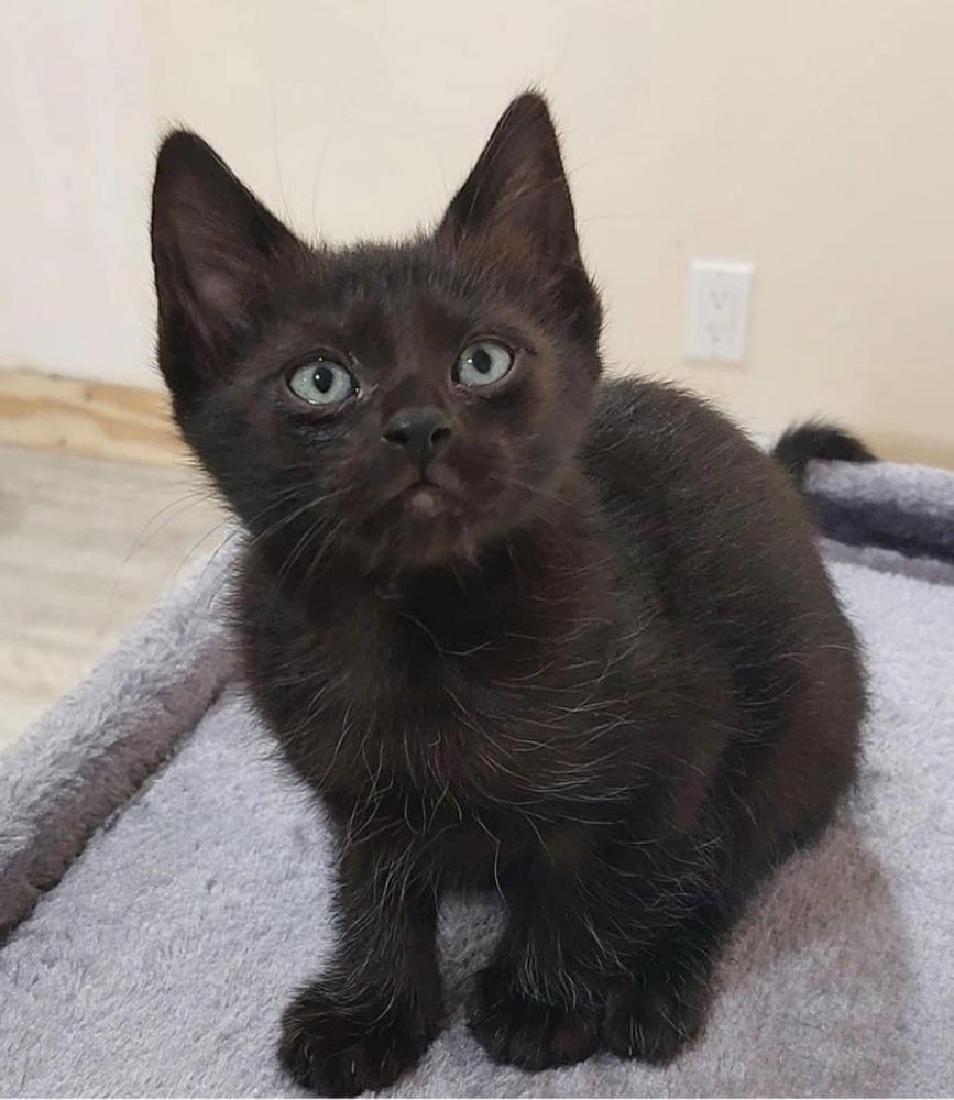 A black kitten sitting down, staring at the camera.