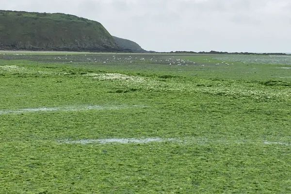 Plage envahie par les algues vertes
