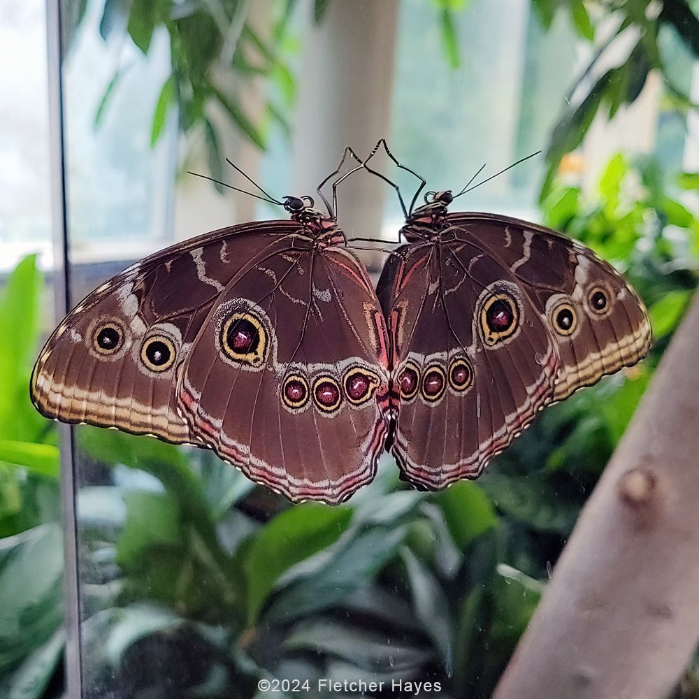 Image of a brown butterfly with jewel-like markings, perfectly reflected in the mirror on which it is perched. 
Message reads, "Happy Thanksgiving! This narcissistic butterfly gazing into a mirror serves as a reminder to focus outside one's self and treat everyone with kindness and humility. 
(Morpho helenor, or Common Morpho, photographed at the Peggy Notebart Nature Center in Chicago, ©2024 Fletcher Hayes)"