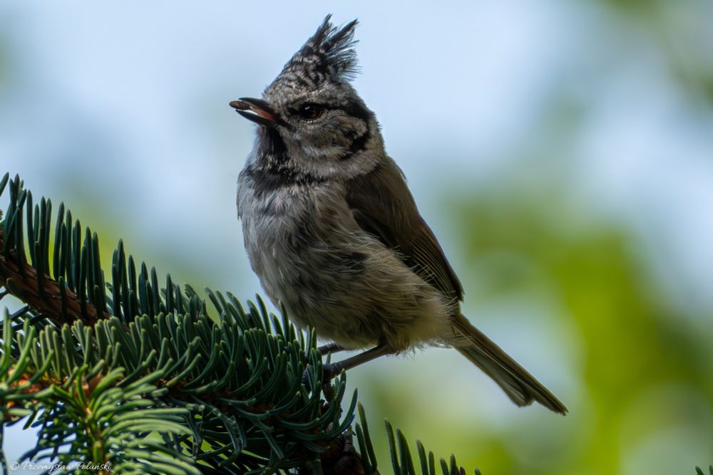 European crested tit (Lophophanes cristatus)