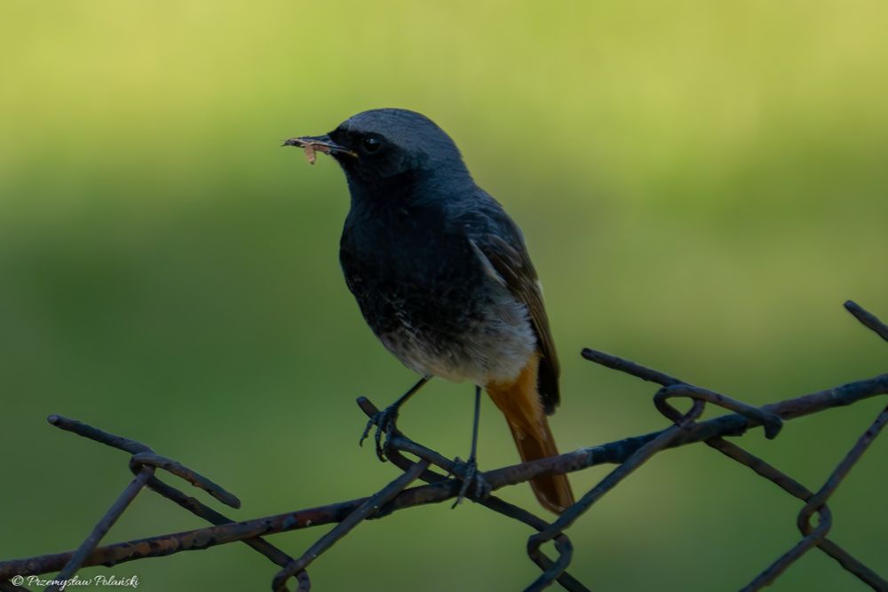 Black redstart (Phoenicurus ochruros)