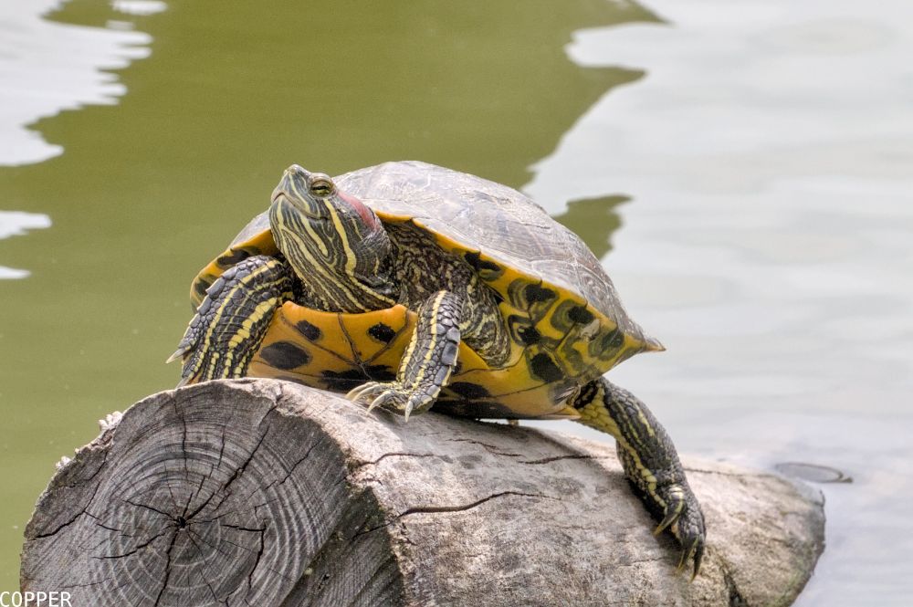 A digital photograph of a proud turtle sitting on their log in a pond, classic stuff.