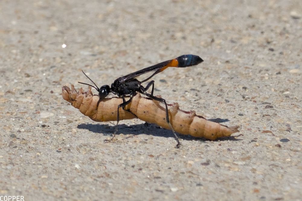 A digital photograph of a thread-waisted wasp walking towards the left, dragging a caterpillar probably three times their mass along the concrete sidewalk.