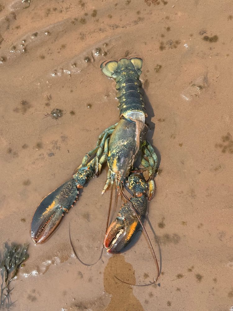 Lobster
