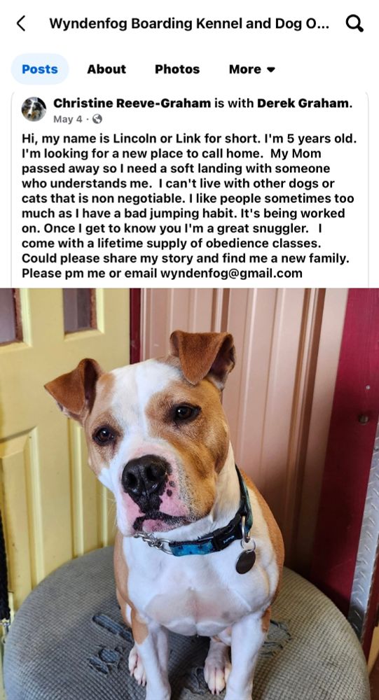 dog looking for home, photo of 5 year old brown and white staf terrior