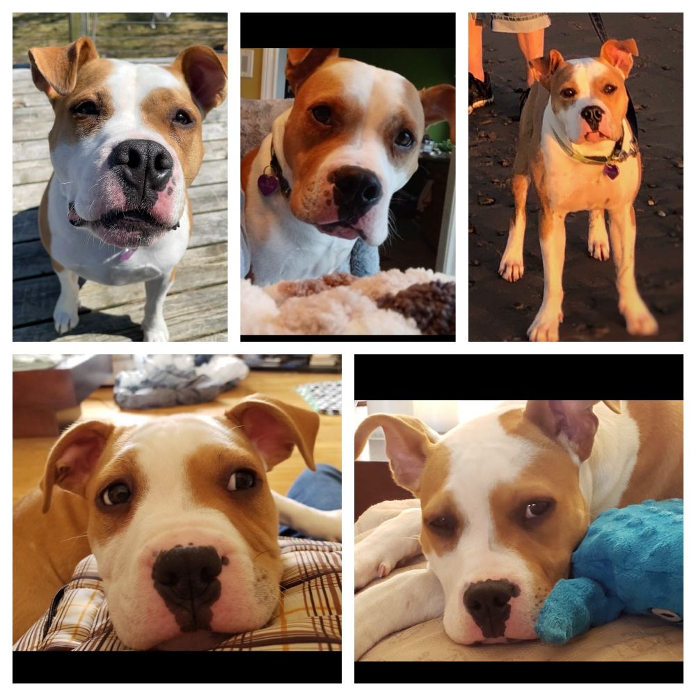 5 photos of 5 yr old brown and white dog 