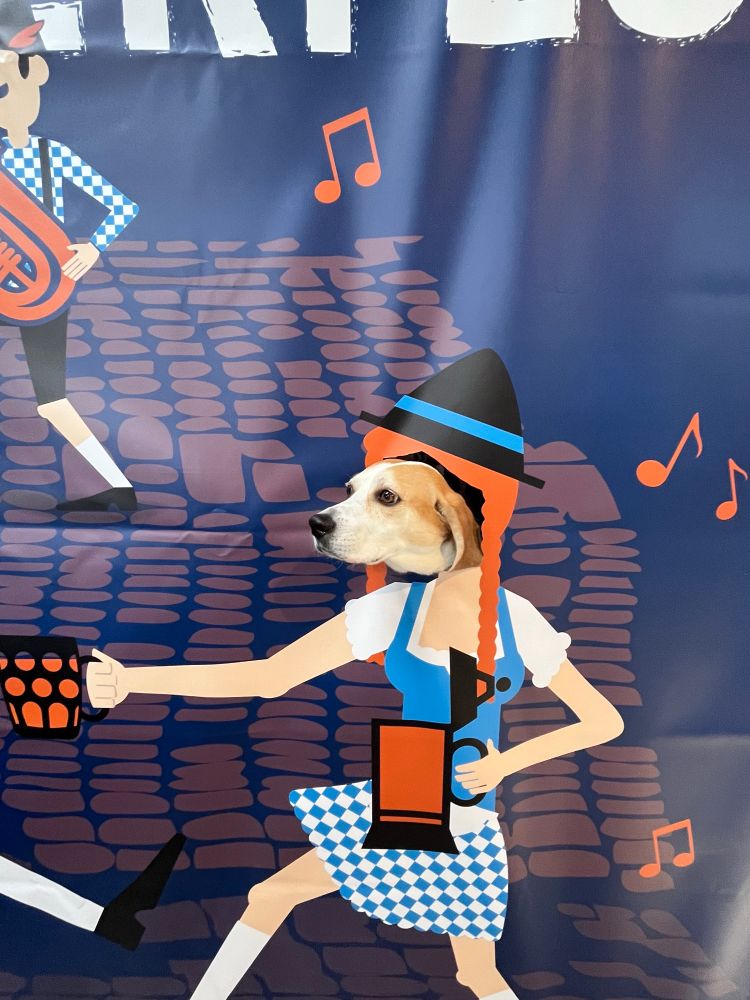 Hazel the beagle mix sticks her head through a face hole of a woman dancing with multiple beers at an Oktoberfest celebration