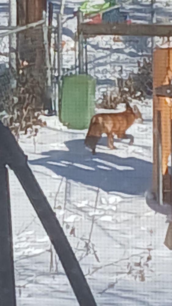Red Fox, walking in the snow