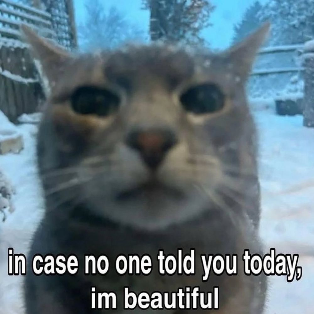 a cat staring at the camera:

in case no one told you today, im beautiful