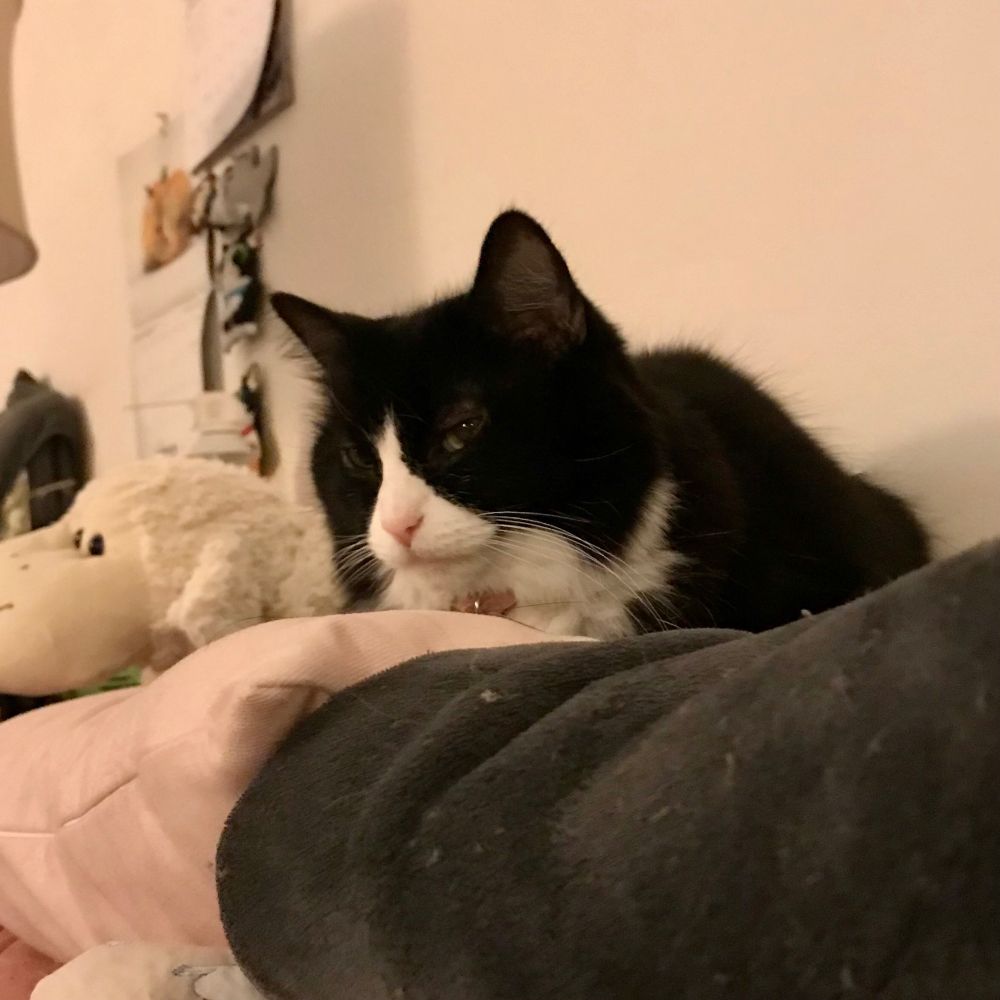 fluffy tuxedo cat loafing atop a couch looks judgmentally at my (off-camera) TV