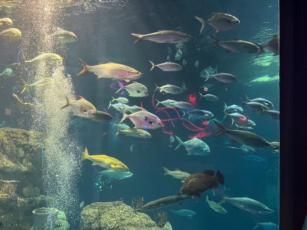 lots of different types of ocean fish in a huge tank