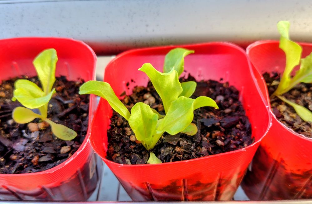 チャオチャオレタス