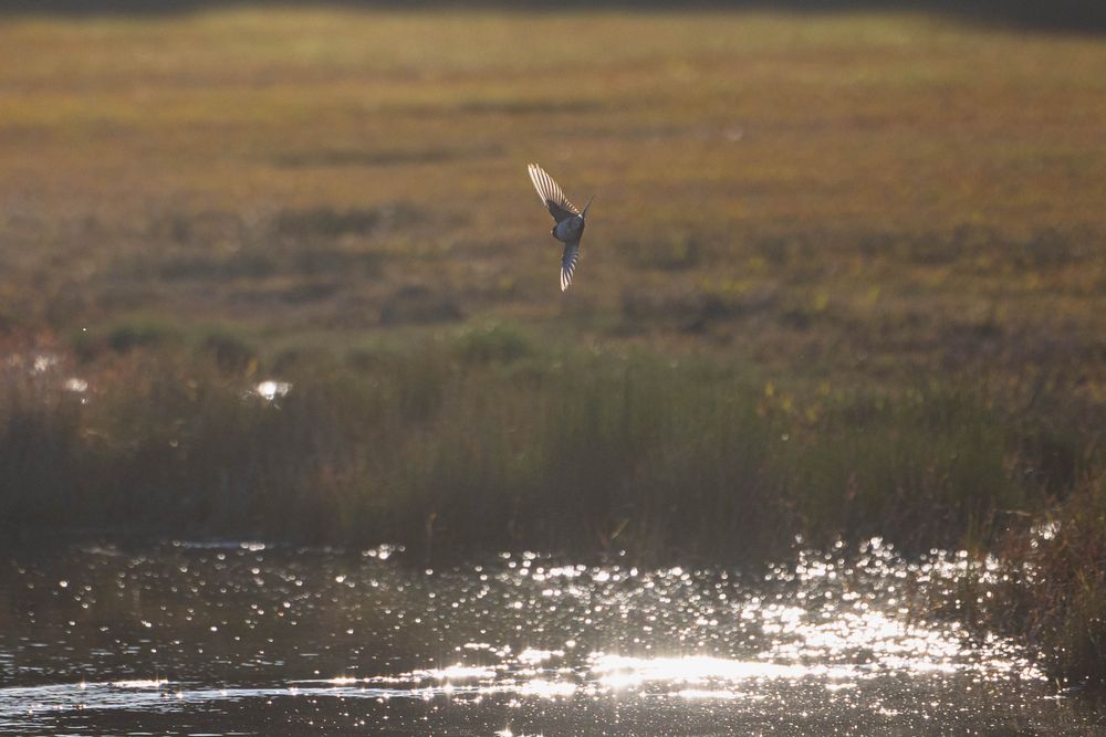 A swallow turns in evening light above a stream in Kuirau Park