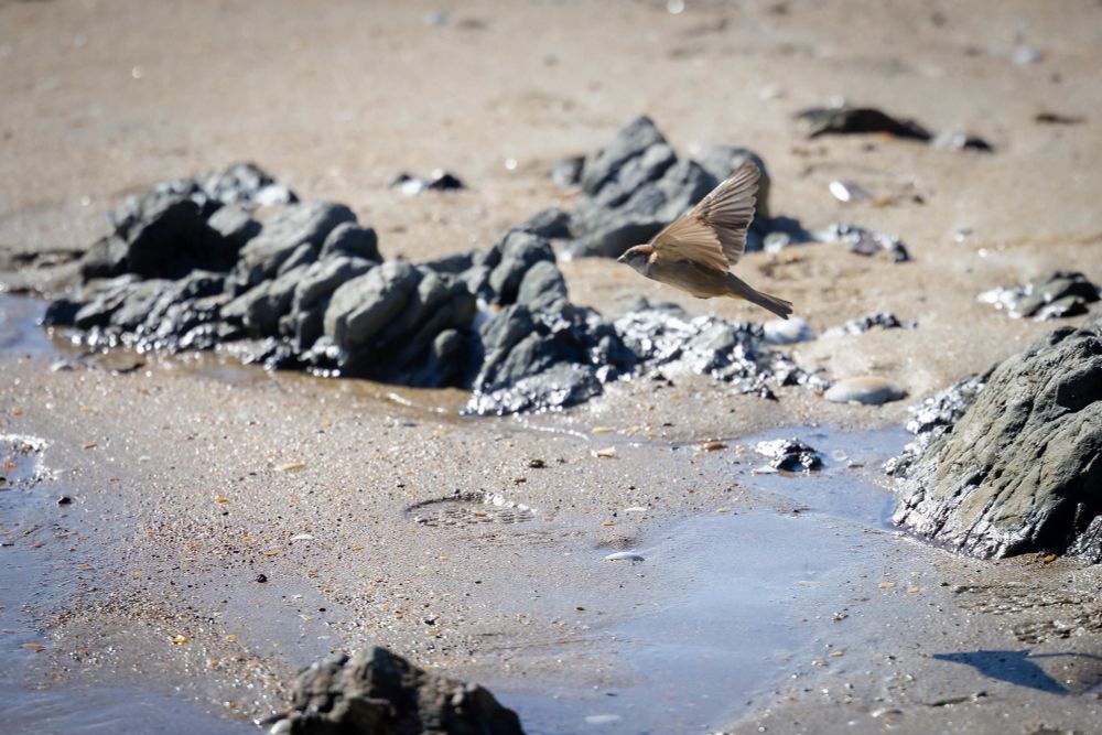 Rocky beach with sparrow in flight, wings at top of up beat