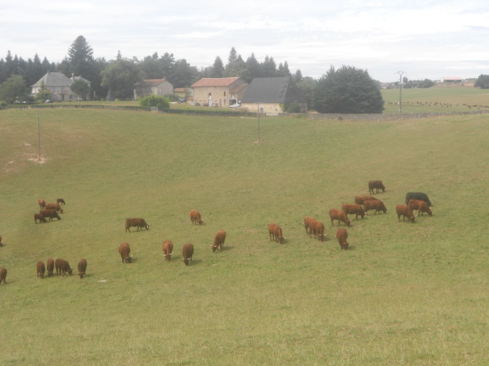 Troupeau de vaches limousines avec en arrière plan un hameau dans la Creuse .Canon EOS 100 D