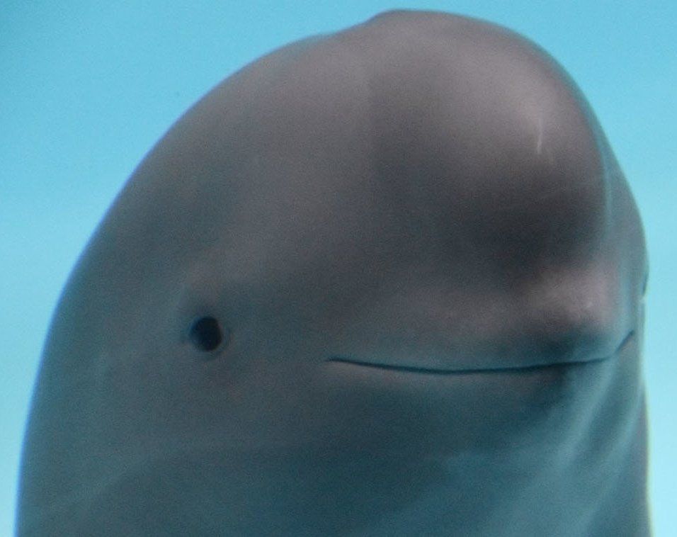 A dolphin. His expression is rather blank.