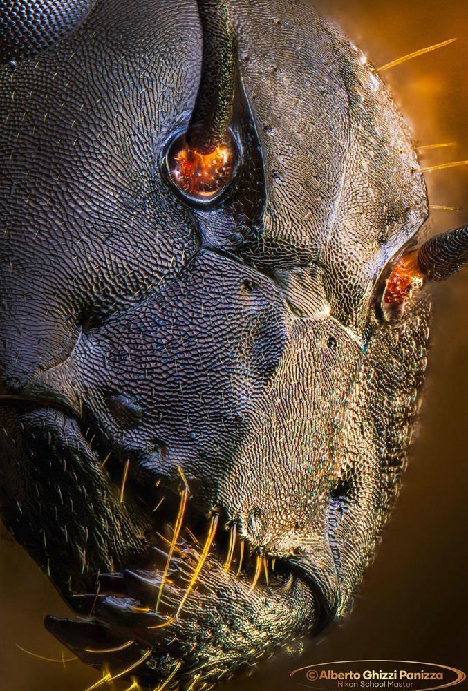 An extreme close up of an ant’s face. Its expression is emotionless, yet murderous