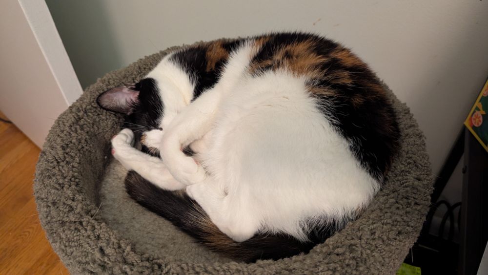 A small calico cat sleeping curled up in a cat tree. Her limbs are akimbo as she sleeps
