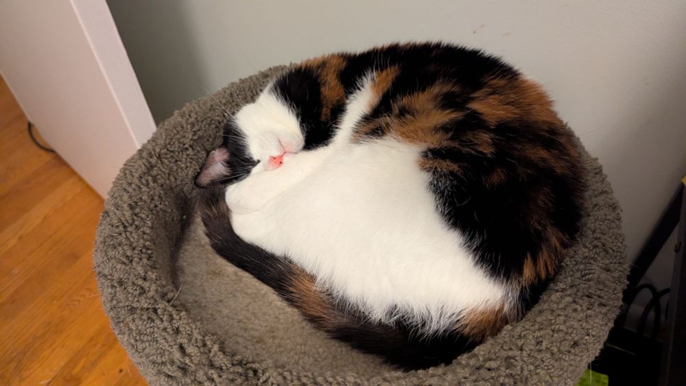 A small calico cat sleeping curled up in a cat tree. Her face is partially hidde behind her legs.
