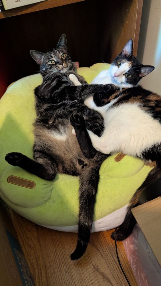 Two cats lay atop a large frog bean bag. The black tabby is laying on his back, showing off his belly and the dark bottoms of his rear legs. His forlegs are partially wrapped around the calico next to him as he stares vaguely away from the camera. The calico is on her side next to him, a paw on his chest and one of her hind legs is on the tabby's belly. She is looking more at the camera.