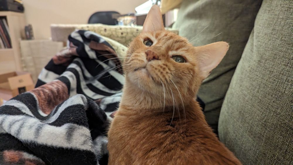 An orange cat on a blanket. She is sitting on a foreat print blanket on a green couch. Her head is inclined up and her eyes are focused on something off screen to the right. Her expression is neutral.