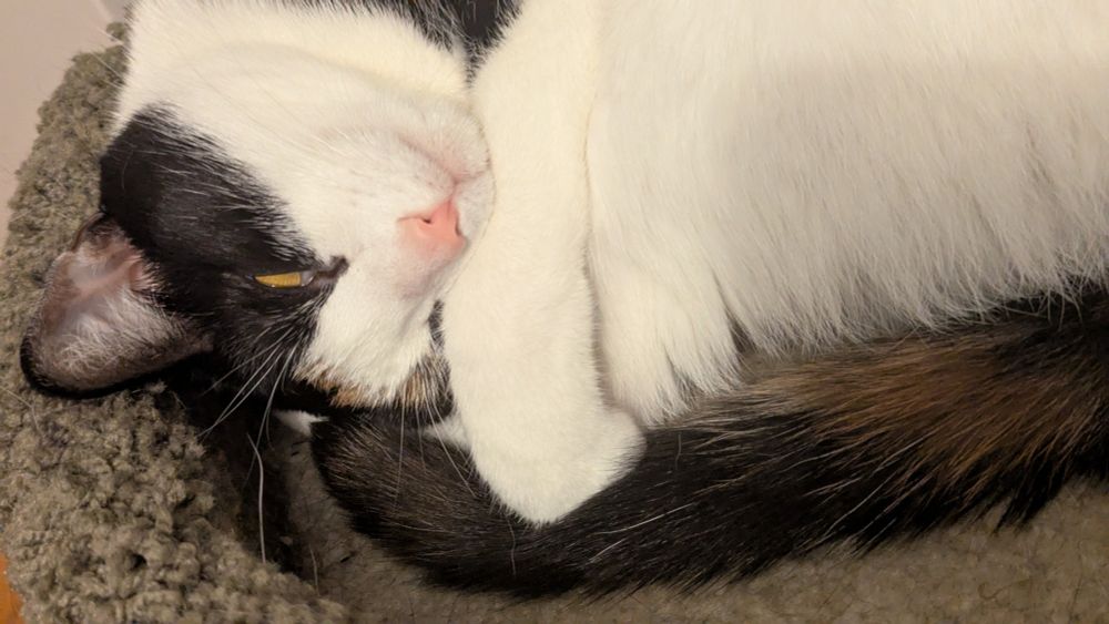A close up of calico curled up sleeping. She is curled upside down somewhat, her face resting against her front legs and her tail curled around her. A bit of her yellow eye is visible from one eye being partially opened.