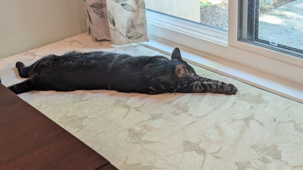 A large black tabby is laying stretched out on a cushion in front of a window. His front legs are stretched out infront of him and his back legs are turned and facing away from the camera. He looks a little flat like he has melted.