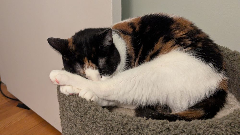 A small calico cat sleeping in a cat tree. The cat is curled up so that her rear legs are over her front legs and partially covering her face.