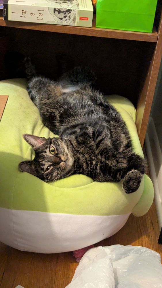 A large black and grey tabby is laying on his back on a giant frog cushion. His rear legs are hidden in shadow from the shelf over the frog cushion, but a white flash of fur is visible on his lower belly. His front half is twisted to the side a bit. His paws dangle and his face is partly squished from how he is laying. 