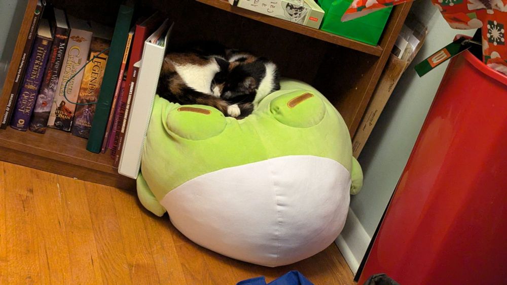 A small Calico cat sits on a large frog plush sitting on and over the bottom shelf of a book case. There are books on the other visible shelves. The calico is curled into a circle, sleeping on Mega Bean. Mega Bean is slightly sunken in where she is sleeping. 