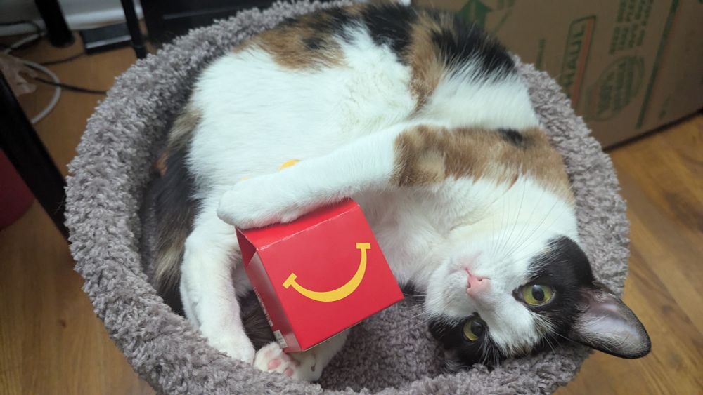 A calico cat lays curled up in a cat tree with a small happy meal box. She is partially rolled on her back, looking up at the camera. One paw is draped over the small happy meal box, while another is under making her look like she is holding it.