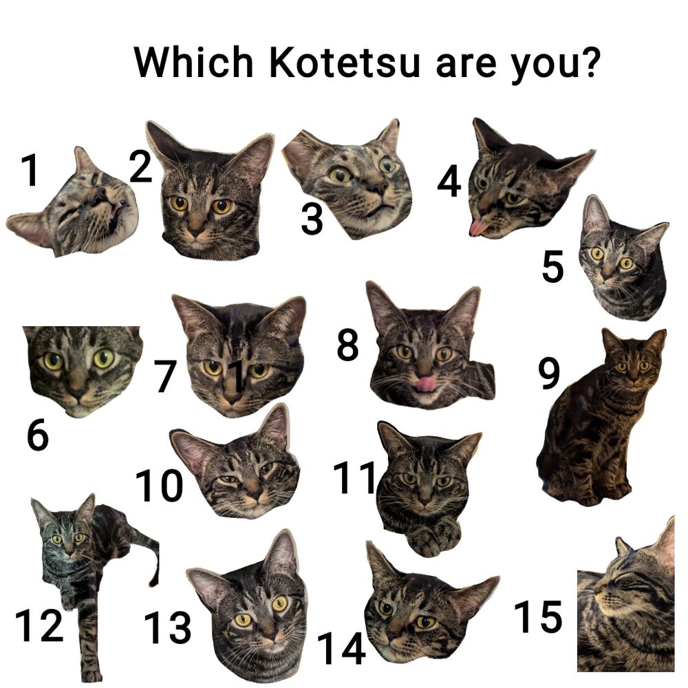 An image with the title "Which Kotetsu are you?" and 15 numbered images of a black/grey tabby. 1 is his head tilted back with eyes half closed, mouth slightly open and tongue showing. 2. is him looking concerned at something off camera, his eyes very amber looking. 3 is his eyes wide open and strange smile in his face. 4 is him trying to lick something with an annoyed but determined look on his face. 5 is him staring right at the camera with wide eyes. 6 is him looking past thr camera. 7 is a grumpy looking face. 8 is him licking his lips. 9 in a full body shot of him leaning slightly to the right and looking at the camera. 10 is him looking content with half opened eyes. 11 is a very serious look hunched over his front paws. 12 is him lounging and staring right at the camera. A foreleg is extended out. 13 is a resigned butbwide eyed look. 14 is a concerned face. 15 is a very content Kotetsu with his eyes closed and facing left. 