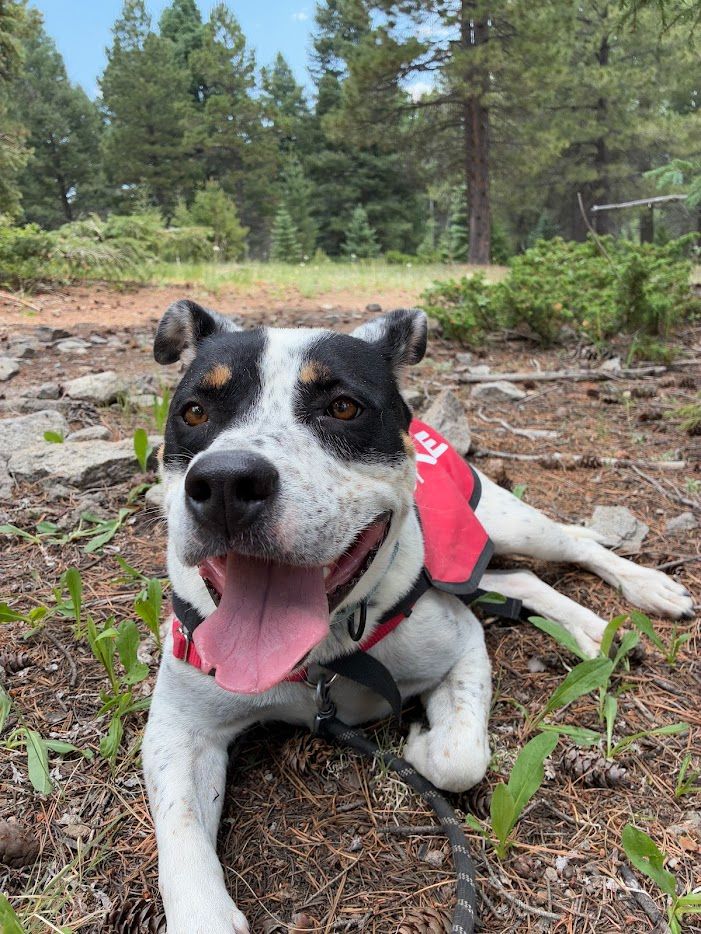 Black and white dog smiling in the forest