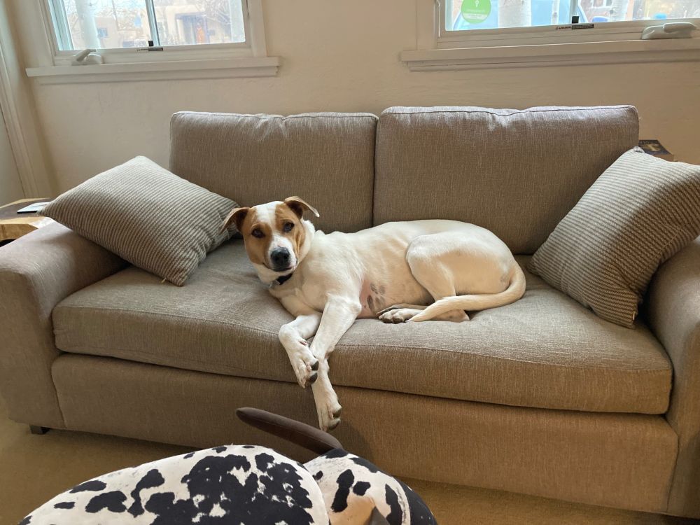 A beautiful white and brown dog lounging on a couch.