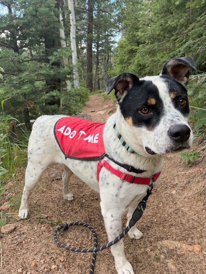 black and white dog in the forest, wearing an "adopt me" vest.