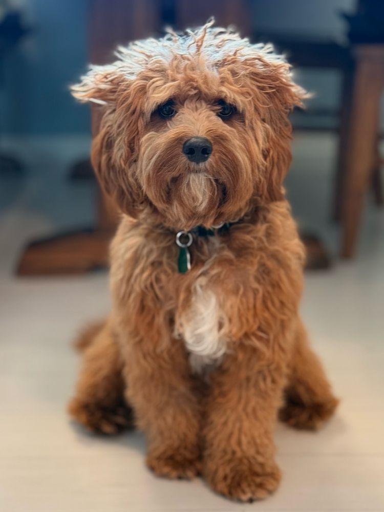 A dog with messy hair sitting. 