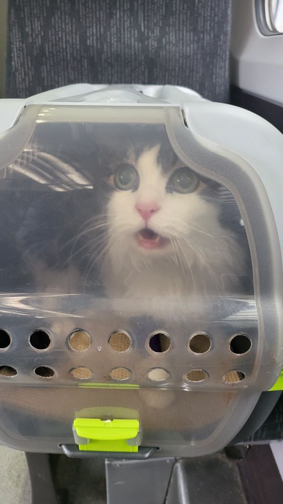 Black and white long haired cat in her carrier with her mouth open and her eyes wide sitting on a seat in a train carriage 