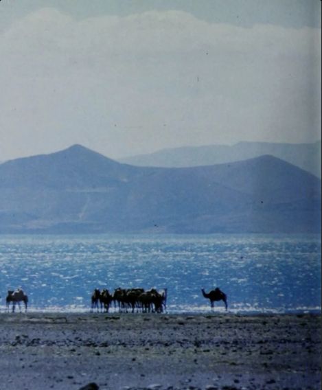 Alguns camelos diante de um lago, com paisagem montanhosa ao fundo.