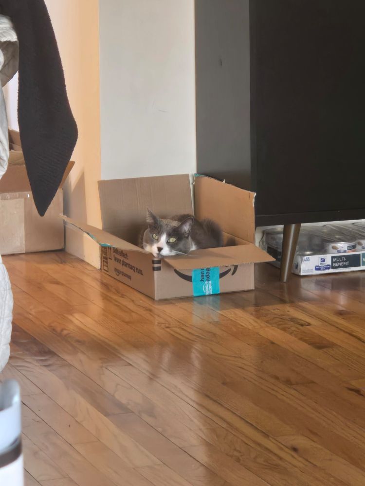 Anya the cat resting in a cardboard box with her face on the edge