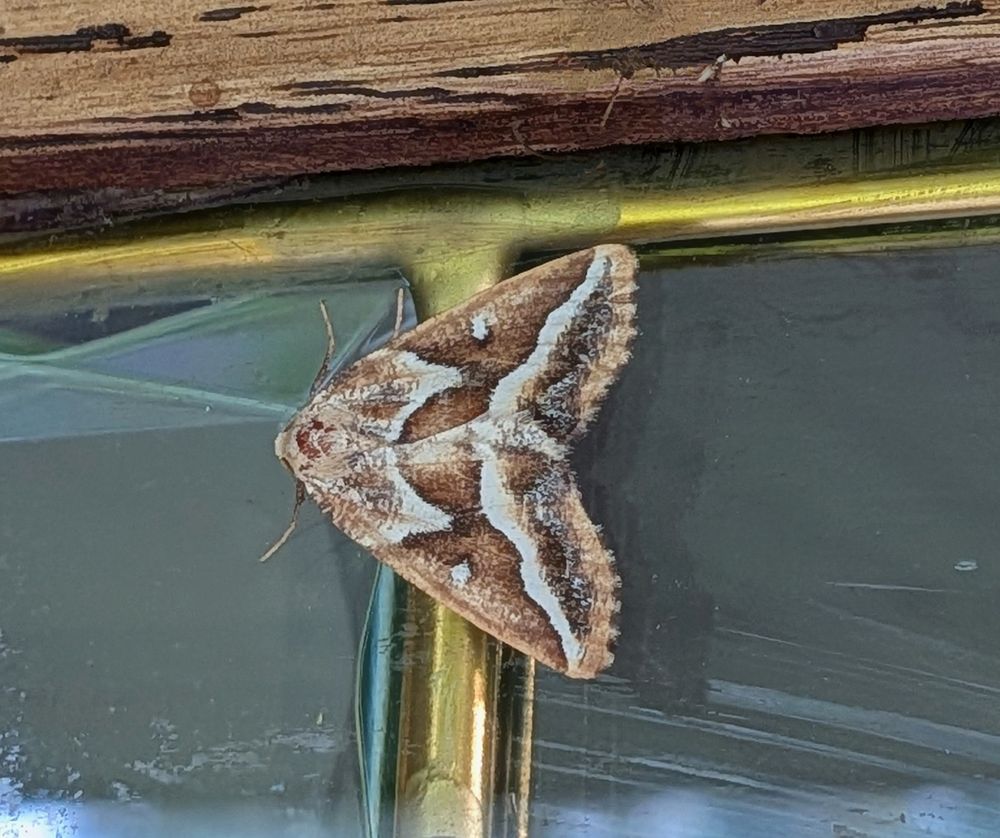this brown and white moth called the gray spruce looper has a horizontal pattern across its back that looks like tree cover, and it's sitting on my super awesome brass window detail. 