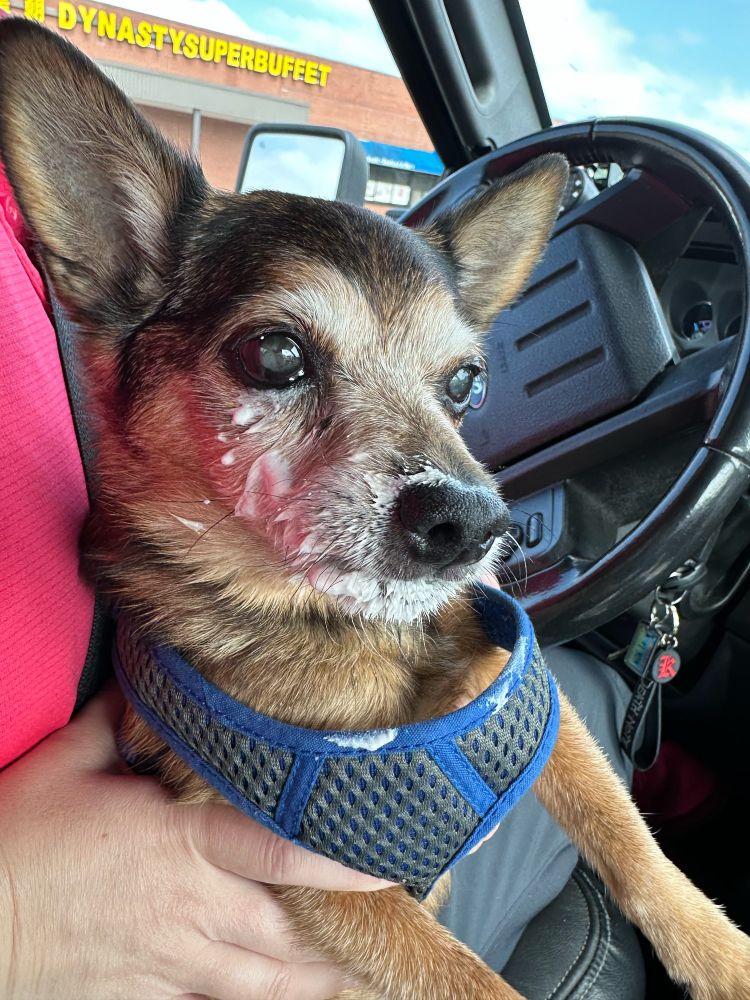 Old chihuahua mix with whip cream all over his face. 