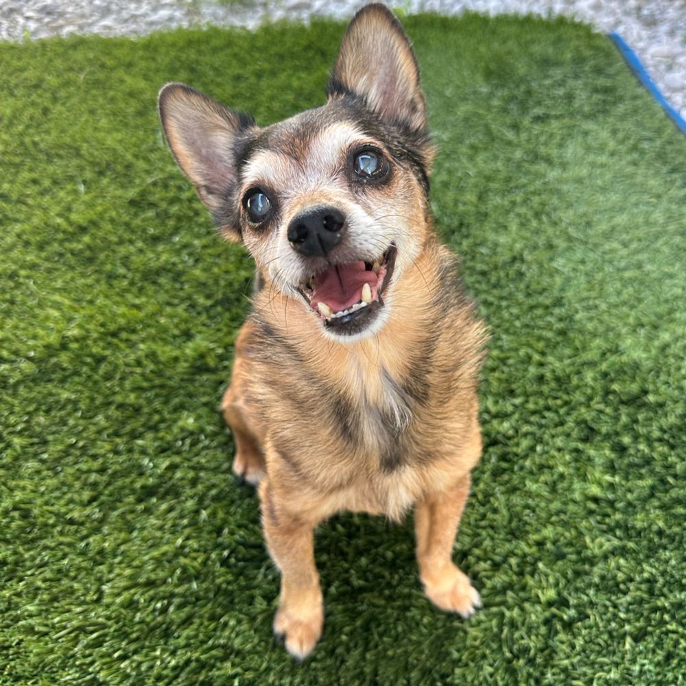 A smiling old small dog. Big ears, skeletal white face and glowing white eyes from cataracts. 