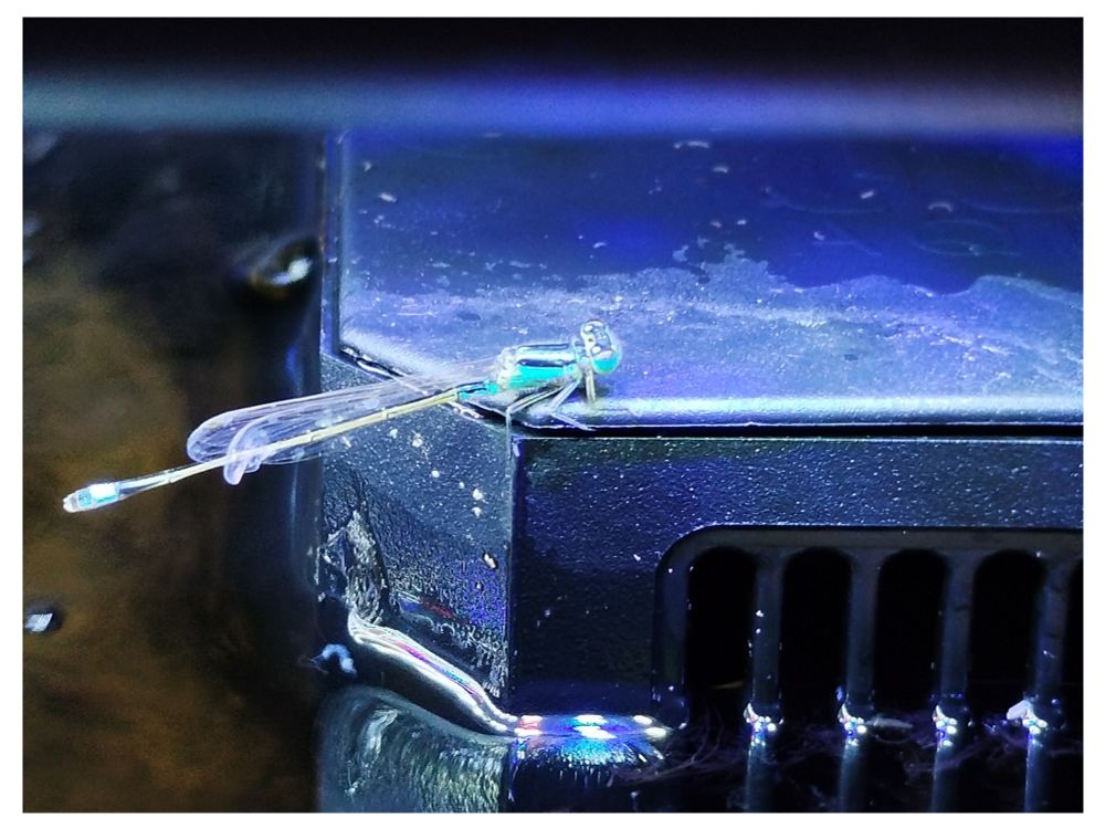 Blaue Federlibelle im Aquarium.