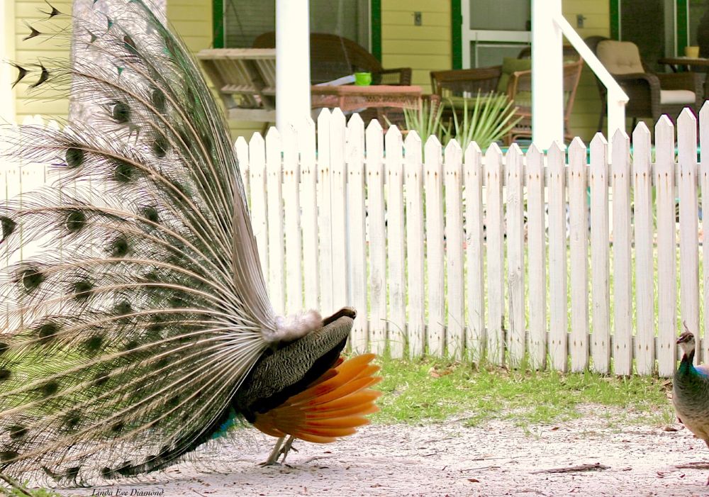 Peacock display from the side, showing the back of the splayed feathers and orange tail feathers—with a perturbed looking bird behind him. :)