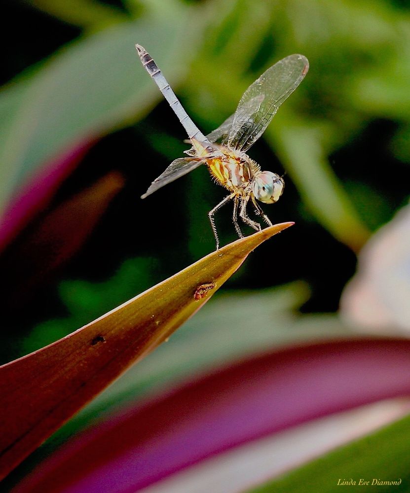 A smiling golden dragonfly on the tip of a leaf, with colorful green and pinkish red leaves in the background