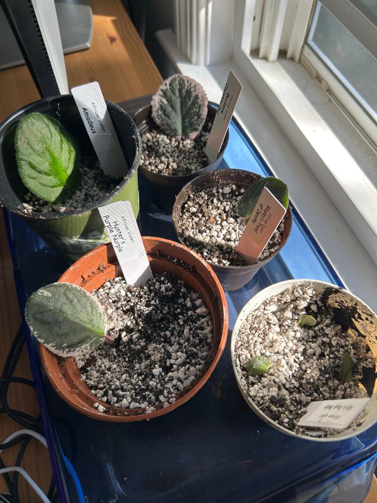Five small pots with a single leaf of different shape and color in each pot with labels next to an outdoor window