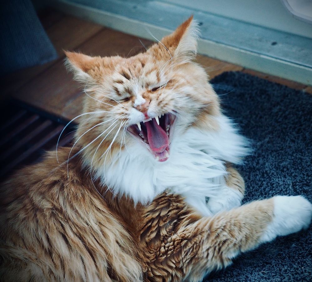 Caption this 🥱
Happy Caturday everypawdy!