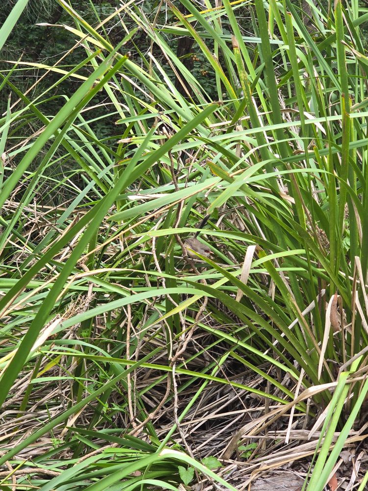 A female variegated fairywren perched upon dead vines within spiky-headed mat rush