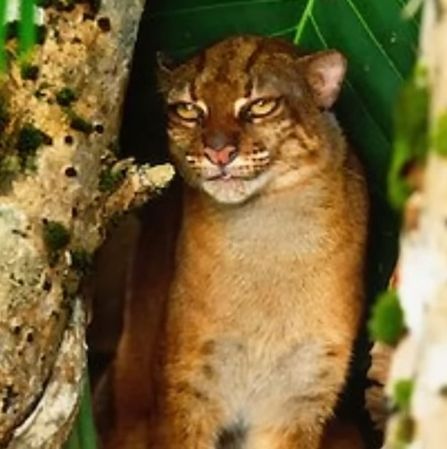 I honestly can't explain this image any better then: it's a type of wild cat that is looking extremely smug at the camera but that's just what they look like.